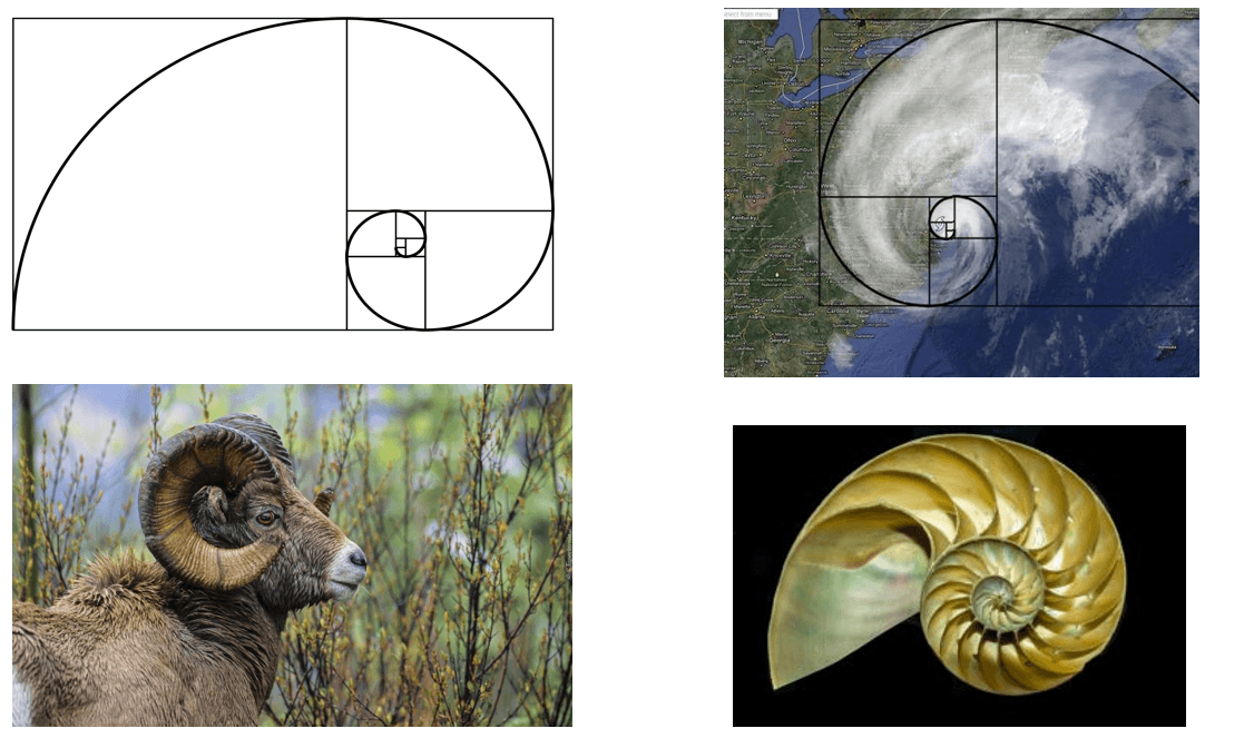 ciąg fibonacciego w naturze